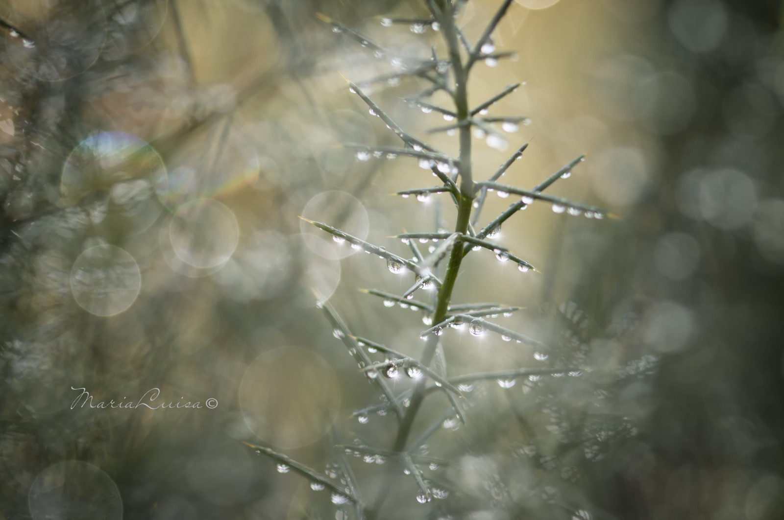 tre, morgen, uklarhet, makro, natur, skog, Canon, skinne, lys, bokeh, dråpe, 100mmf28
