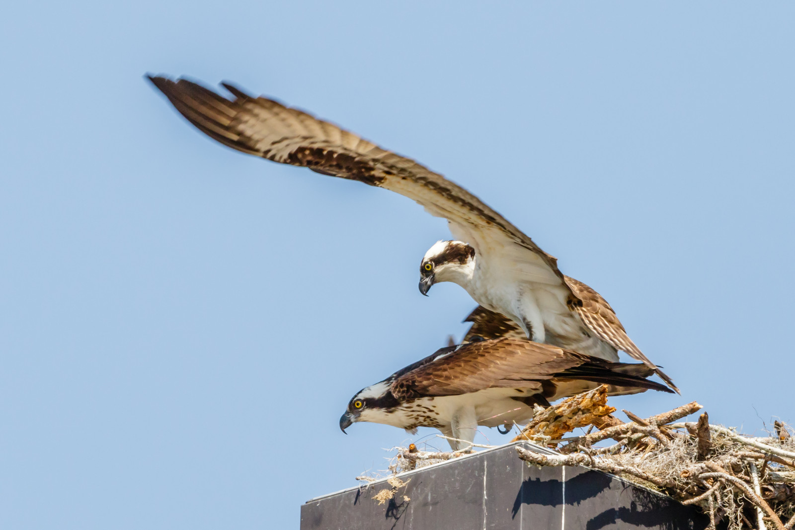 Buzzard sex
