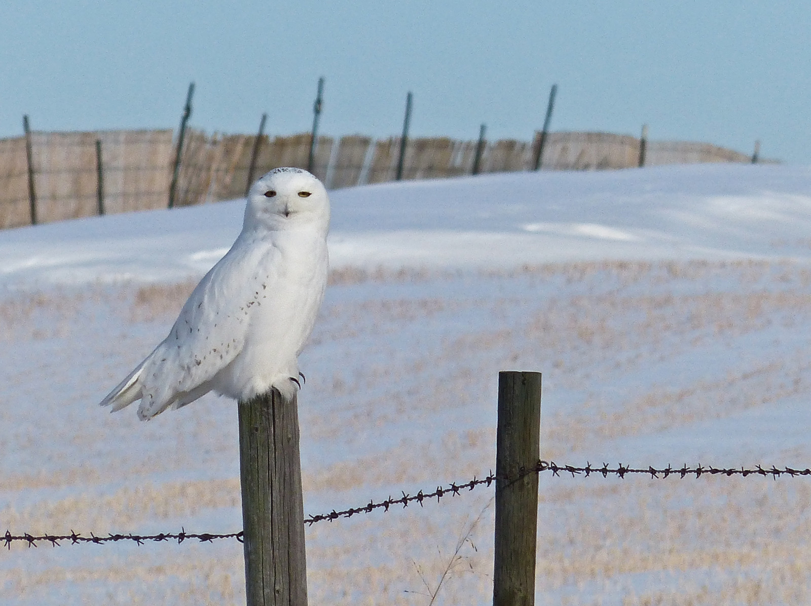 Wallpaper Musim Dingin Putih Salju Kanada Pria Alam Burung