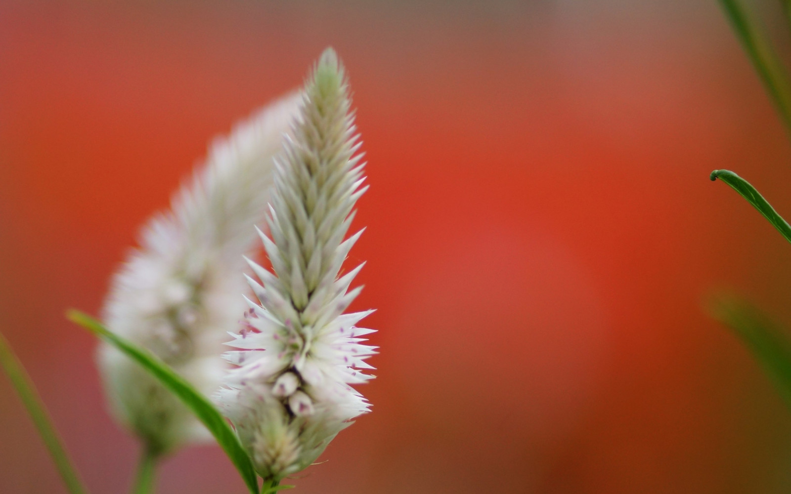 natură, roșu, iarbă, fotografie, ramură, verde, inflori, frunze, floare, plantă, fundal, floră, estompa, mugur, petală, flori sălbatice, botanică, plante teren, plante cu flori, a închide, macro fotografie, iarbă de familie, tulpina plantei