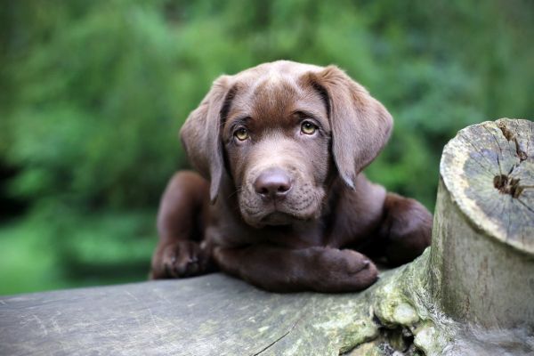 очи,куче,лабрадор ретривър,Weimaraner,кученце,бозайник