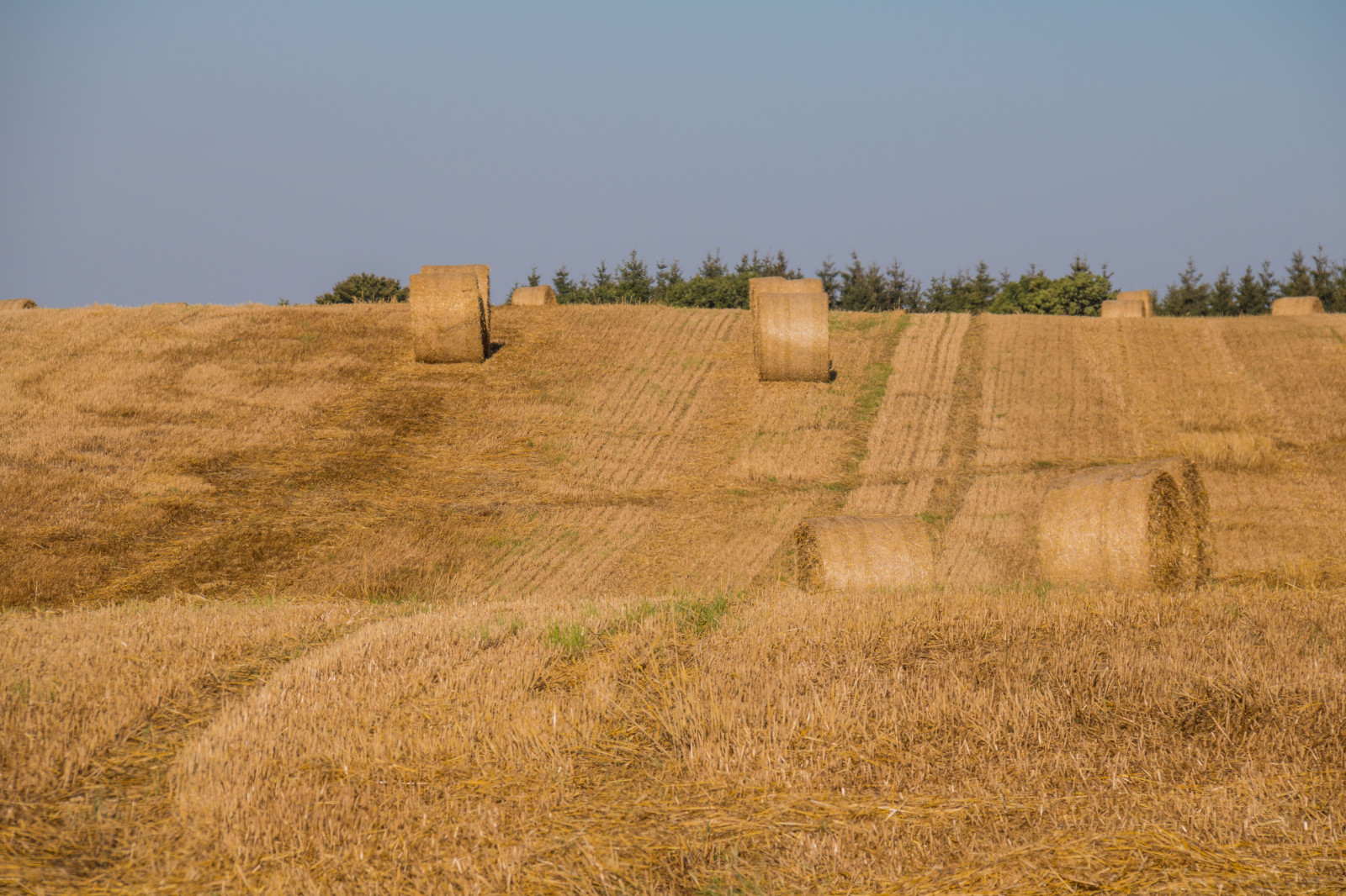 paesaggio, cibo, campo, cannuccia, Grano, fieno, steppa, scenario, raccolto, prateria, pianta, campagna, landsbygd, Landskap, modello canoneos760d exif, geocountry, Marca fotocamera Canon, Geocity, modello di fotocamera canoneos760d, geostate, geolocalizzazione, Lente exif efs18200mmf3556is, exif fare canon, exif ISOSPEED 100, apertura exif 80, exif focalLength 130 millimetri, halm, agricoltura, pianura, prateria, raccolto, suolo, area rurale, impianto di terra, pianta fiorita, ecosistema, famiglia di erba, calanchi