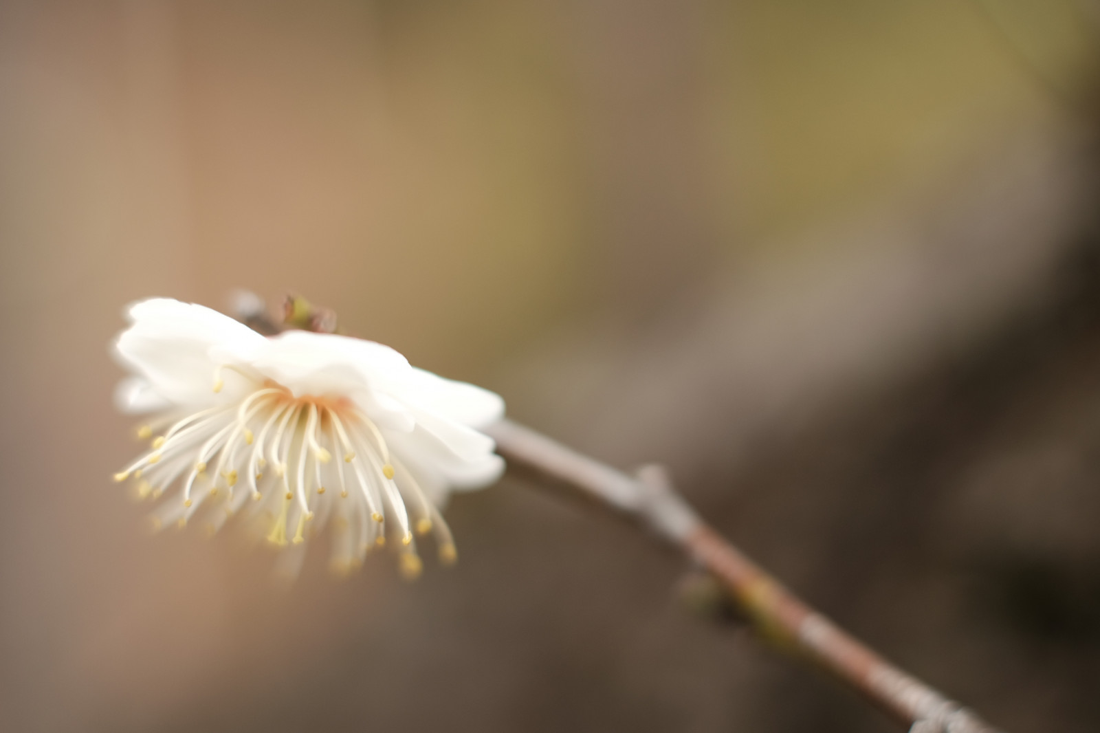 slunečnímu záření, Příroda, fotografování, větev, květ, Tokio, Fujifilm, list, květ, rostlina, dlaň, flóra, okvětní lístek, Fujinon, ikegamibaien, xf35mmf14r, classicchrome, x, xf35mm, XT1, mcex, mcex11, větvička, suchozemská rostlina, kvetoucí rostlina, zblízka, makro fotografie, závod stonek