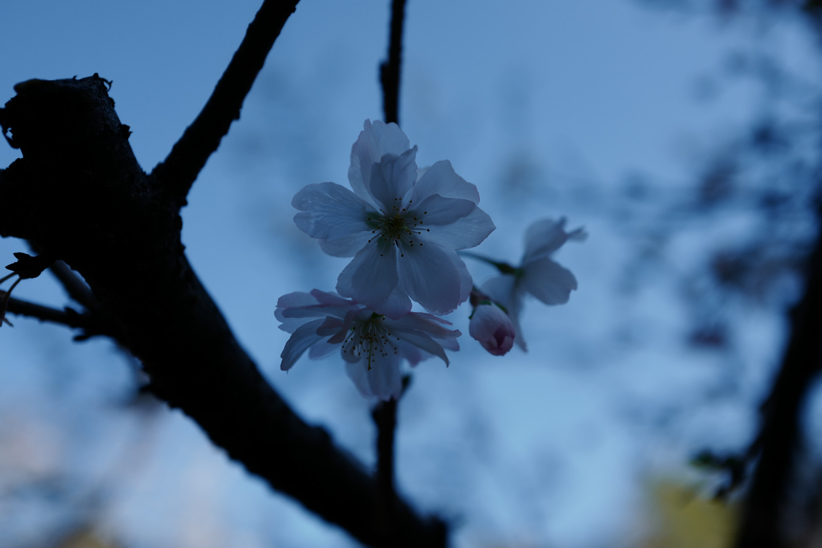 Japonsko, slunečnímu záření, Příroda, nebe, sníh, zima, větev, modrý, mráz, Třešňový květ, květ, jaro, Leica, Tokio, zmrazení, jp, strom, podzim, list, květ, rostlina, sezóna, flóra, Shinjuku, shinjukugyoen, summilux, leicaq, summilux1728, q, 1728, dřevina, zblízka, makro fotografie