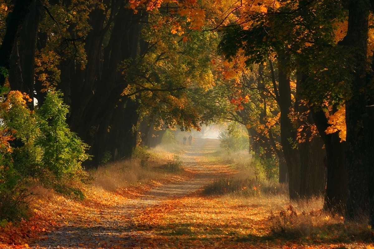 sollys, træer, landskab, Skov, efterår, blade, natur, græs, vej, grøn, morgen, buske, guld, sti, træ, efterår, blad, sæson, skov, levested, naturligt miljø, atmosfærisk fænomen, computer tapet, vedplante