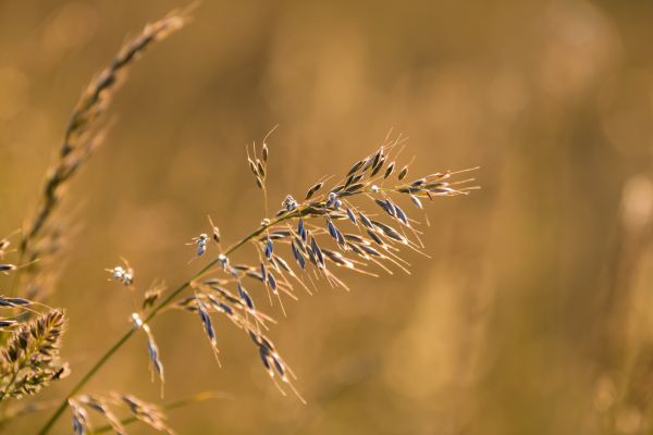 sunset,grass,geolocation,backlit,skan r,solnedgang