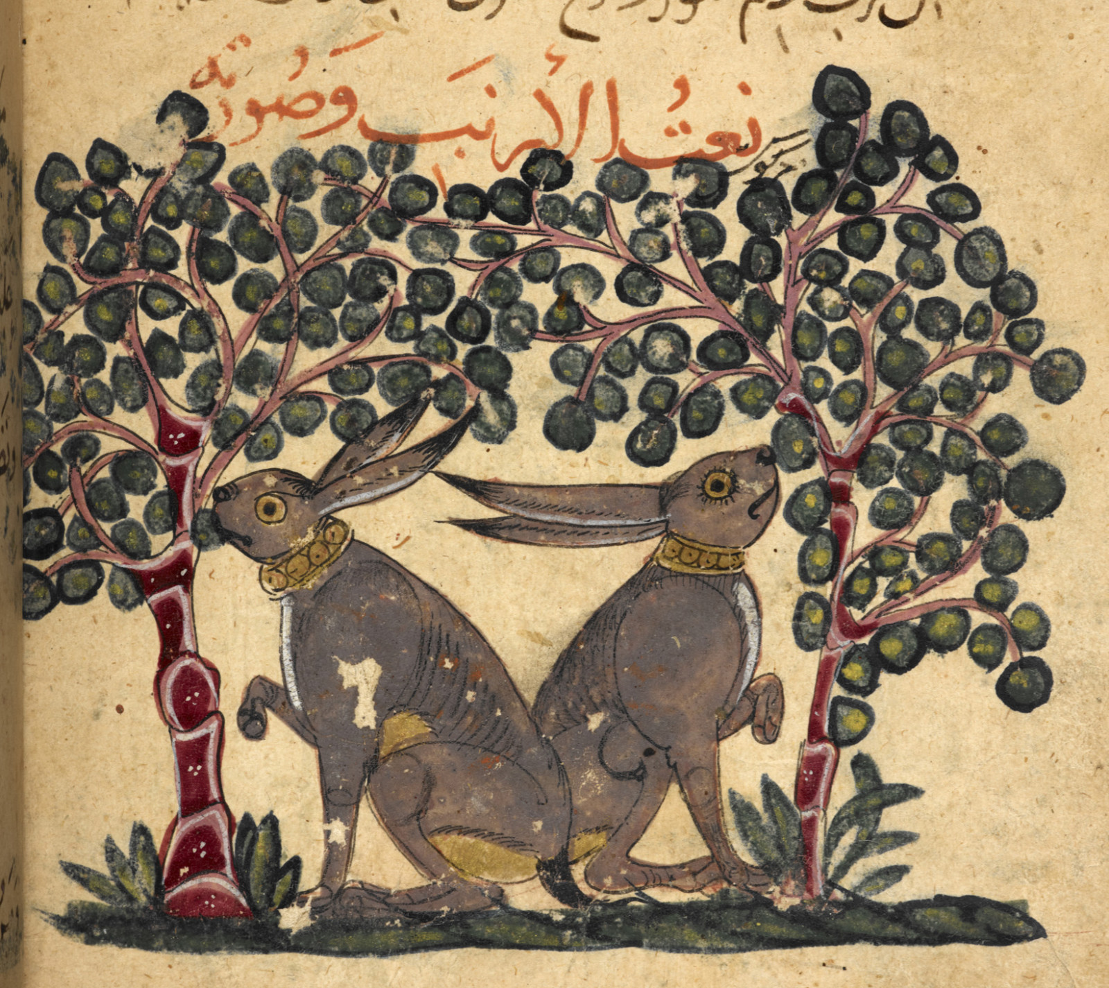 Wallpaper : animal, hare, berries, rabbits, hares, languagearabic, dc ...