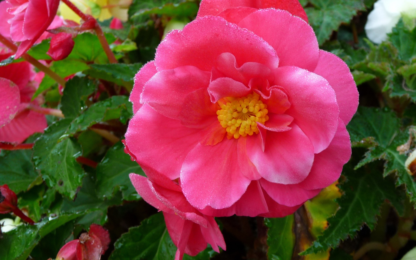 blomst, lyserød, seng, frisk, kronblade