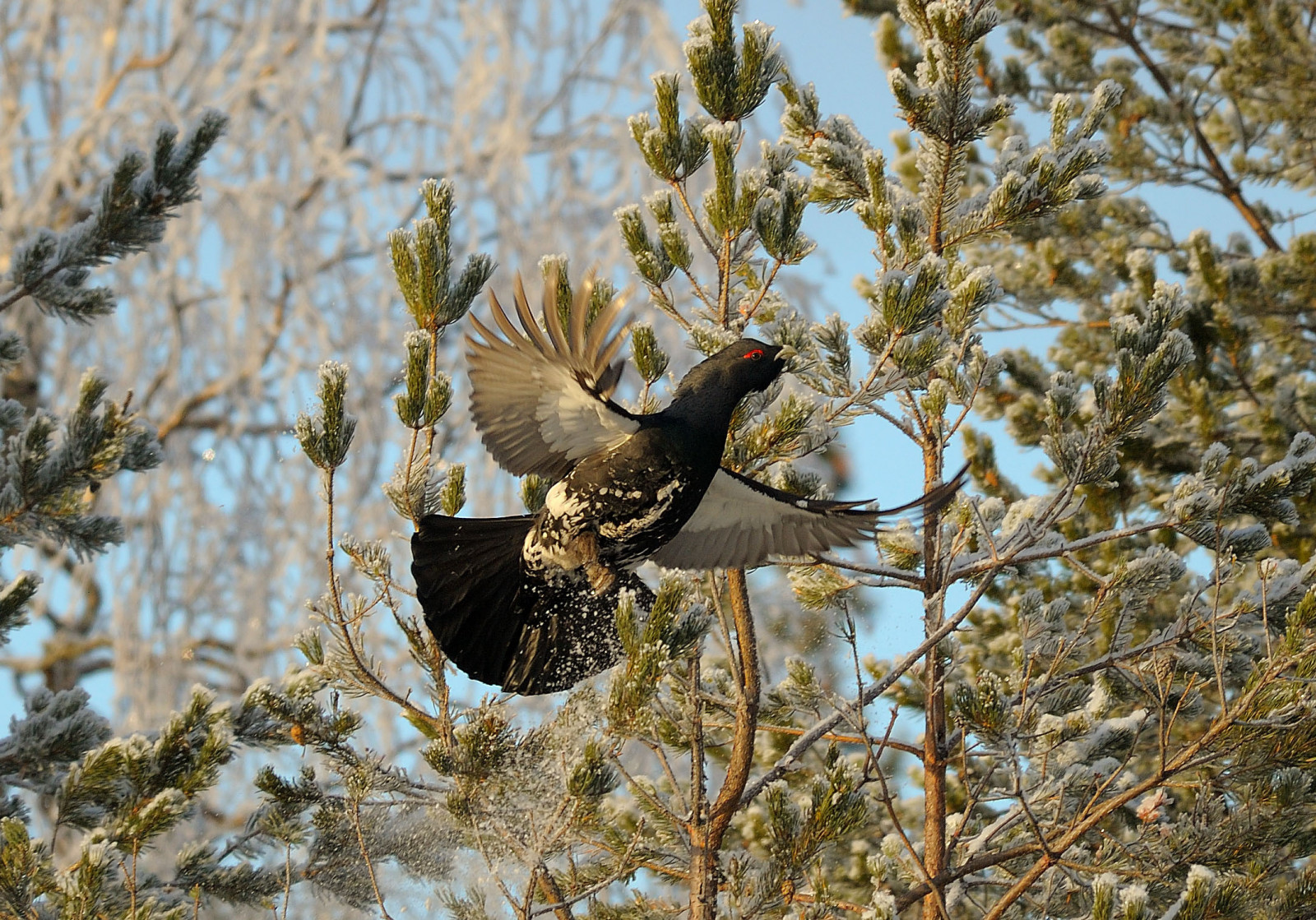 Wallpaper wings, snow, winter, branch, wildlife, bird of prey, eagle