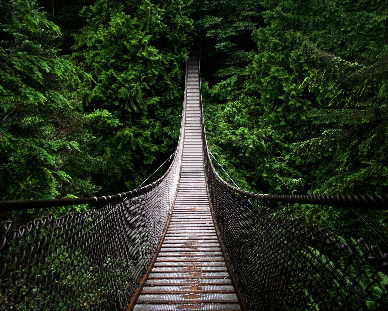 sollys, Skov, Digital kunst, natur, grøn, bro, jungle, hængebro, regnskov, træ, blad, spore, skov, levested, naturligt miljø, nonbuilding struktur