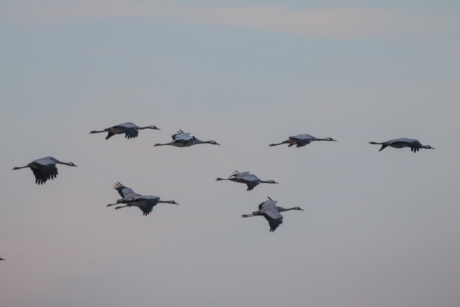 hav, køretøj, fly, fly, blå, gås, luftvåben, Flyvningen, fugl, kran, f gel, Trana, pulken, flok, vinge, atmosfære af jord, vand fugl, fugletræk, migration dyr, kran fugl