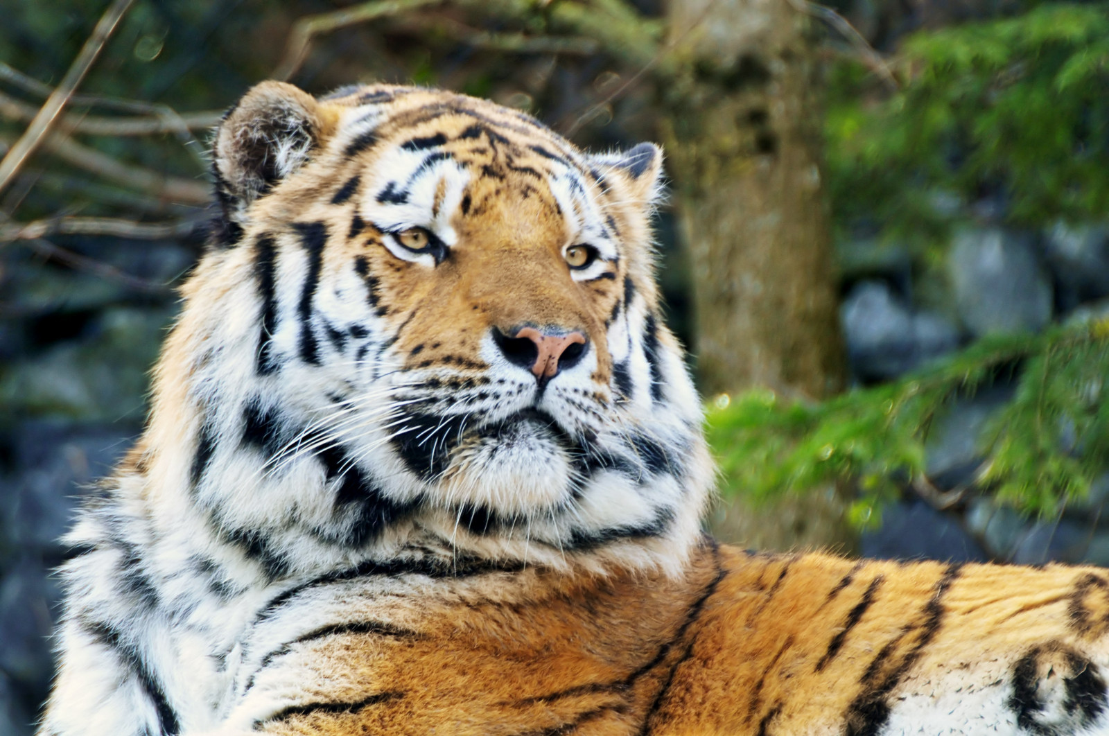 kočka, portrét, tráva, tygr, Volně žijících živočichů, Švýcarsko, Nikon, velké kočky, zoologická zahrada, divočina, pruhovaný, kníry, pruhy, Kočkovitý, Koťátko, Zurich, velký, divoký, mužský, Schweiz, fauna, savec, aplusphoto, D300, flickrbigcats, kočka jako savci, čenich, carnivoran, organismus, kočkovitá, divoká kočka, velká kočka, tigre, pantheratigris, panthera, amurtiger, tigris, Koto, Siberiantiger, terrestrial animal