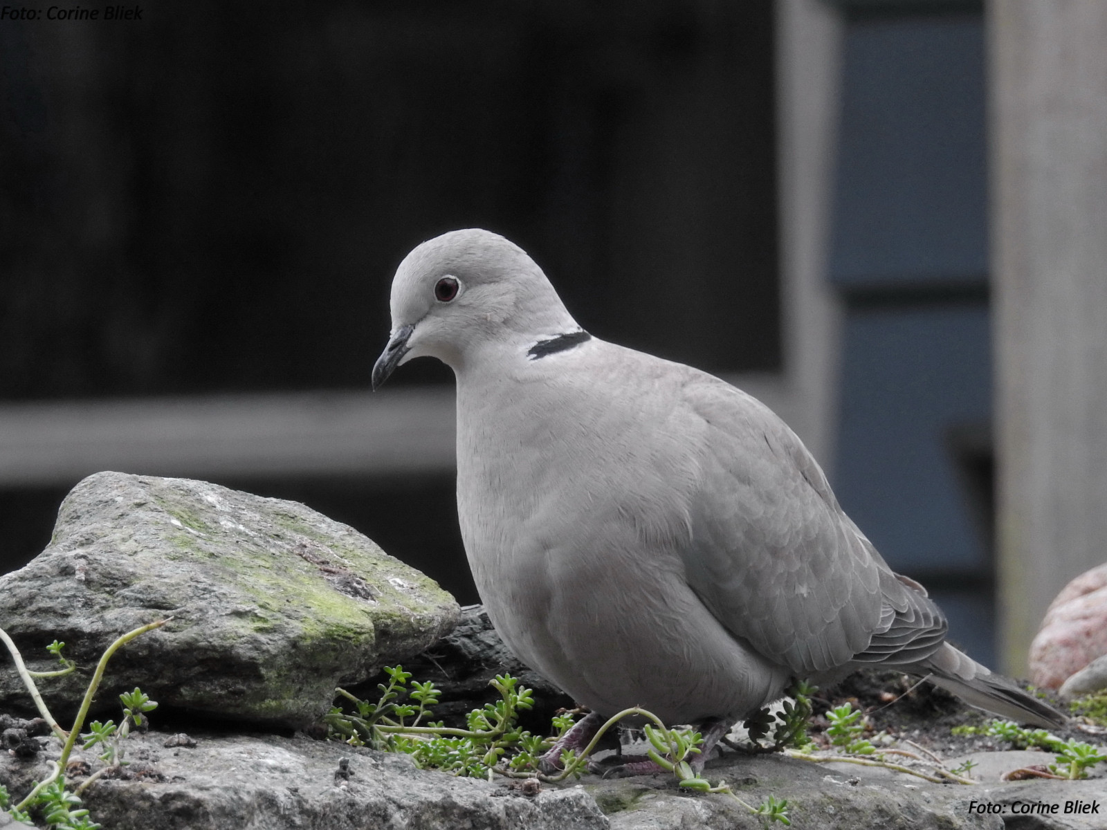 fugl, Fugleopdræt, natur, natuur, Vogel, tuin, have, dyreliv, Nikon, P900, Fuglekiggeri, Pajaros, oiseaux, aves, tuinvogels, VOGELS, fugle, sort
