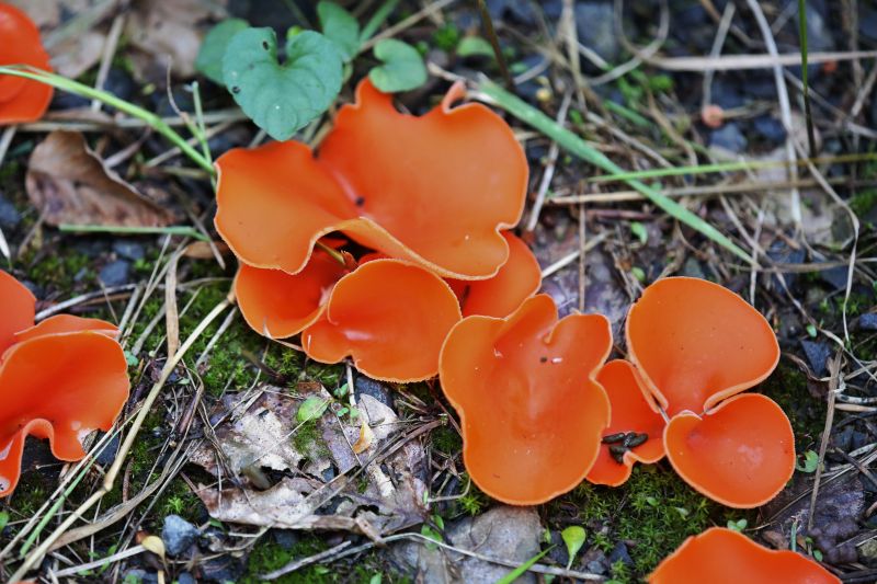 oranje,paddestoel,pilze,Aleuriaaurantia,Gemeinerorangebecherling