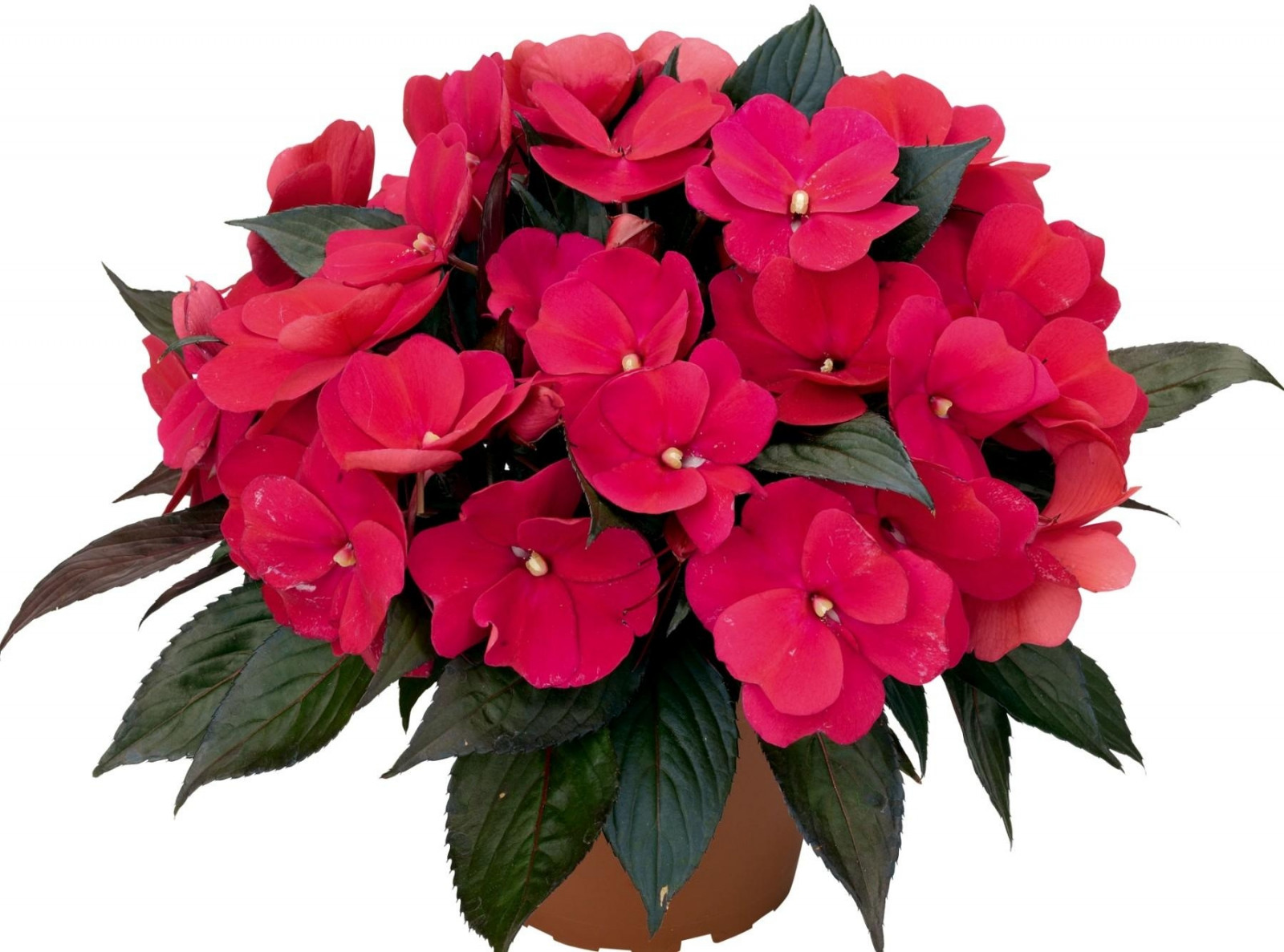 Wallpaper Balsams Flowers Pot White Background 1800x1336 