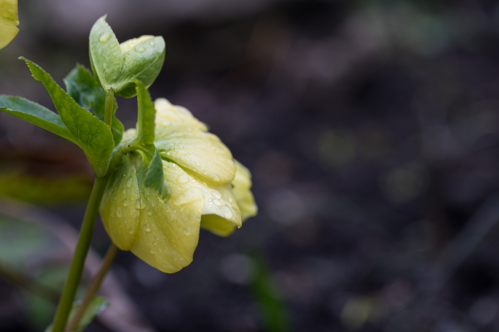 zelená, žlutý, jaro, květ, rostlina, flóra, Lund, botaniskatr dg rden, v r, Botanická zahrada, christmasrose, julros, divoká rostlina, botanika, suchozemská rostlina, kvetoucí rostlina, makro fotografie, závod stonek