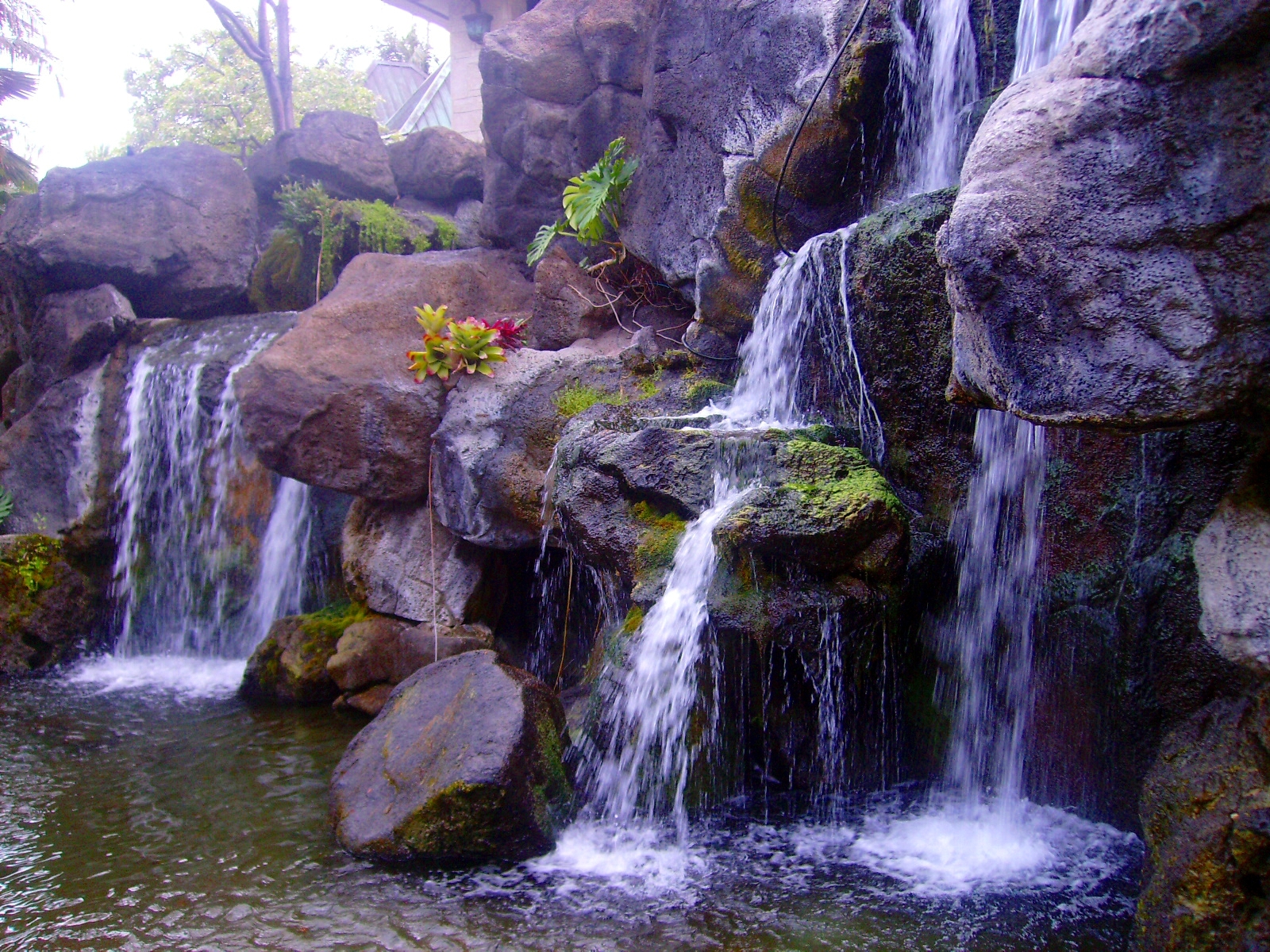 foss, bergarter, natur