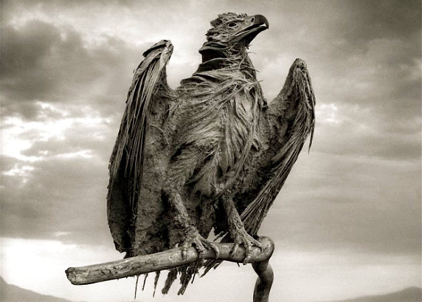 Hình nền : Bản vẽ, Đơn sắc, chim săn mồi, chim ưng, Mỏ, canh, Động vật