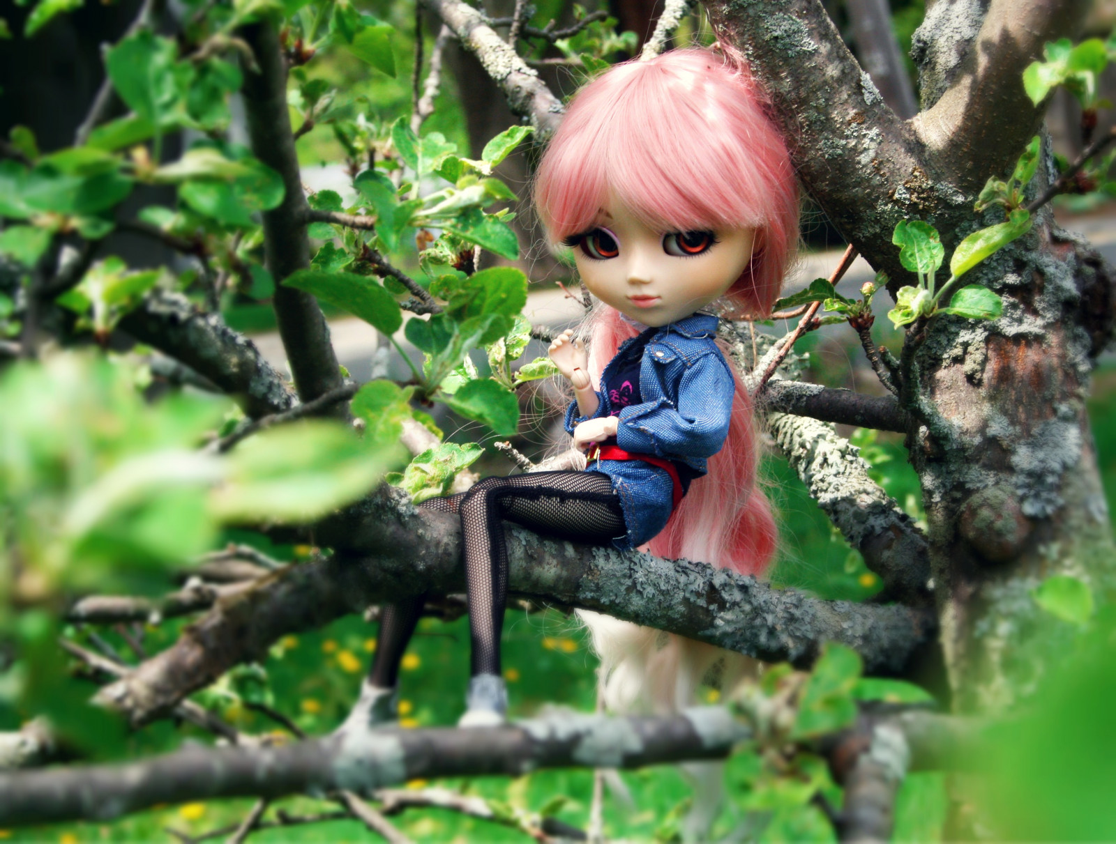 stromy, les, větev, zelená, bunda, vlasy, punčocháče, Hračka, džungle, růžový, Janička, panenka, Koťátko, dělo, rebel, dlouho, strom, květ, roztomilý, rozkošný, rostlina, venkovní, flóra, sladký, úžasný, Jean, pullip, obitsu, botanika, Ahoj, tz, swee, dollmore, mimiwoo