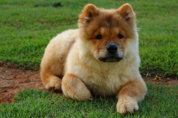 dog,puppy,mammal,lying,vertebrate,dog like mammal