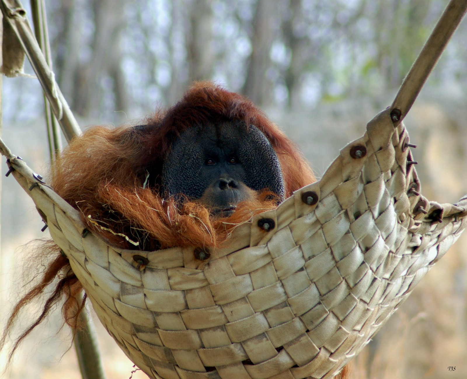 Orangutang, 2007, anawesomeshot, abigfave, specanimal, bravo, d50, outstandingshots, searchthebest, snude, organisme, allen, animalkingdomelite, explore2007, zooatlanta, TJs, tjd, jan2007, terrestrial animal