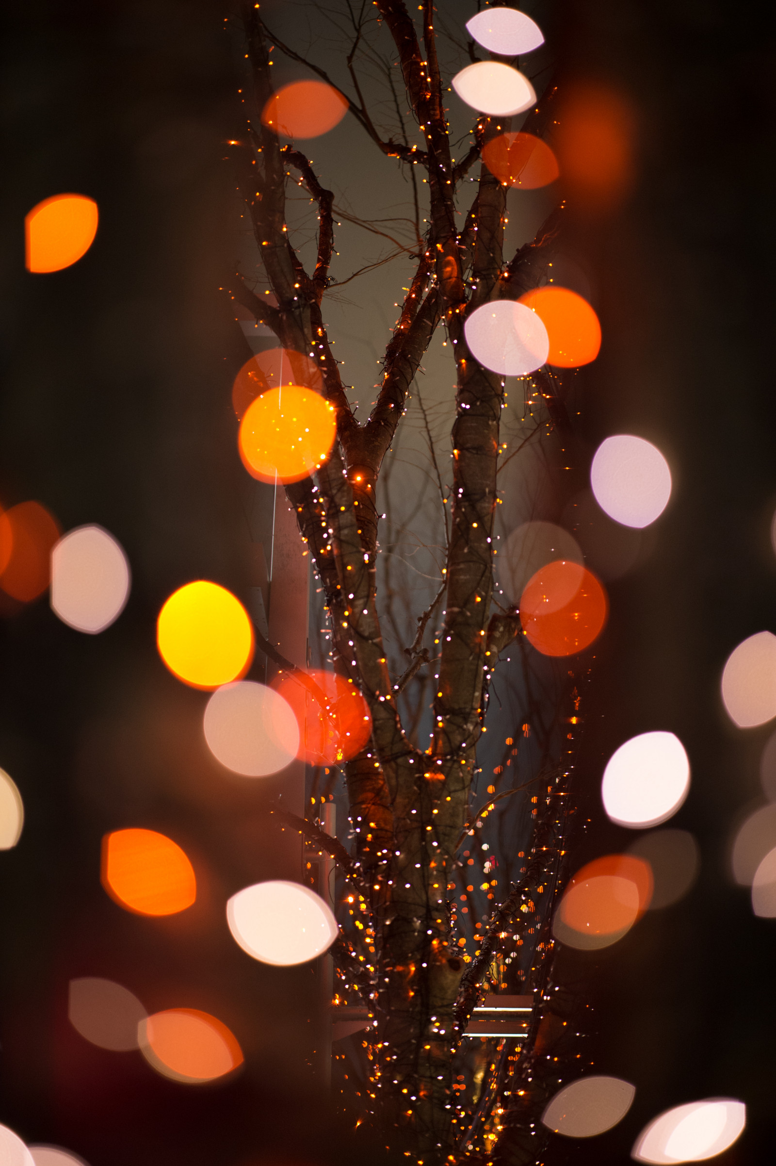 Japonsko, noc, Červené, větev, Vánoční strom, kruh, Nikon, Vánoce, Vánoční osvětlení, Tokio, jp, světlo, barva, NIKKOR, květ, osvětlení, okvětní lístek, afs105mmf14eed, afsnikkor105mmf14eed, df, Roppongi, roppongihills, keyakizaka, vánoční dekorace, makro fotografie