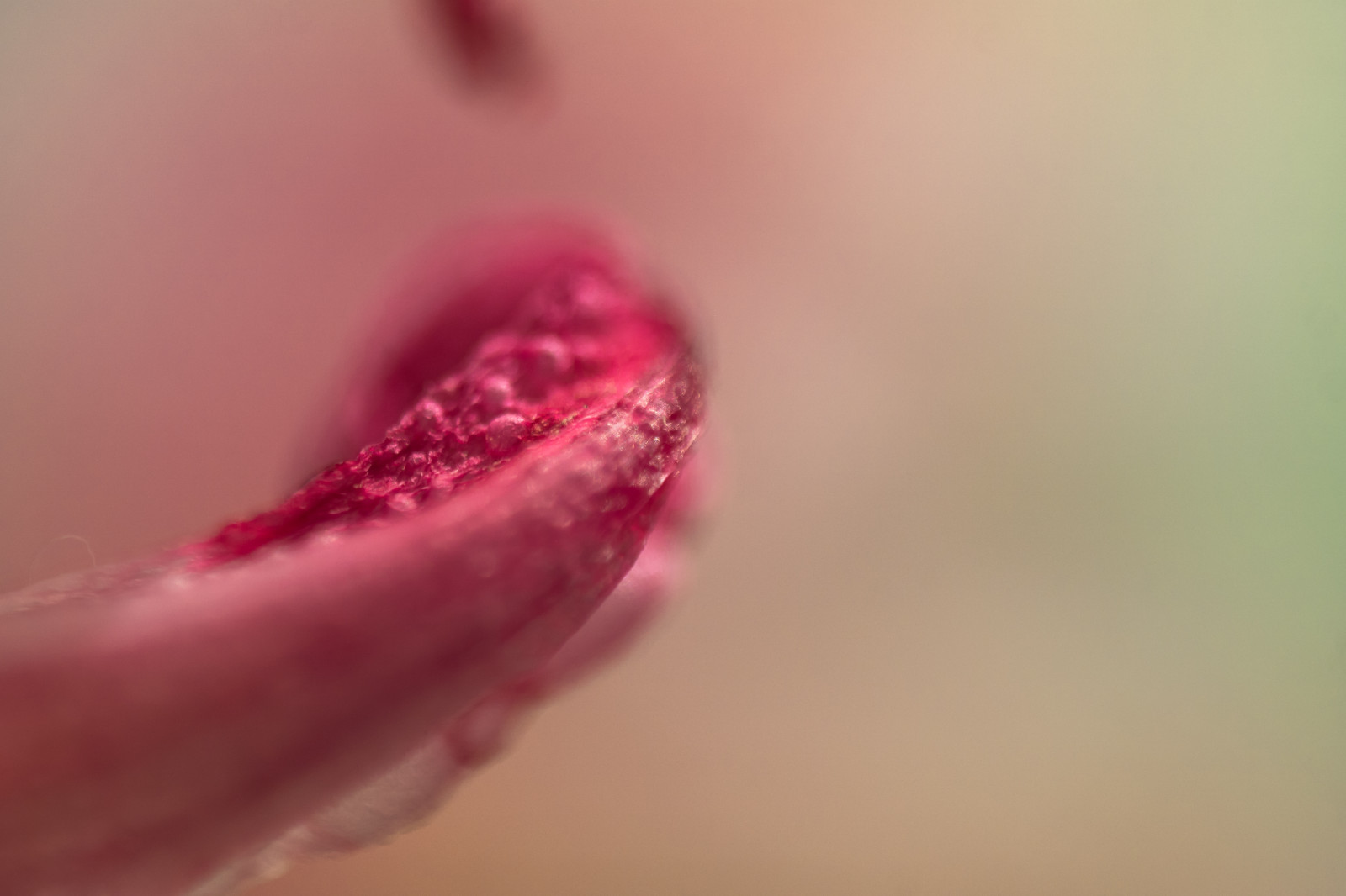 tvář, Červené, detailní, makro, Samsung, uvnitř, pusa, nos, bokeh, růžový, zvrátit, hloubka pole, květ, oko, flóra, dof, ruka, nehet, prst, Mirrorless, okvětní lístek, ret, kosmetika, tvář, Lidské tělo, orgán, zblízka, makro fotografie, řasa, reversemacro, apsc, shortexposure, nx1000, samsungnx1000, lesk na rty