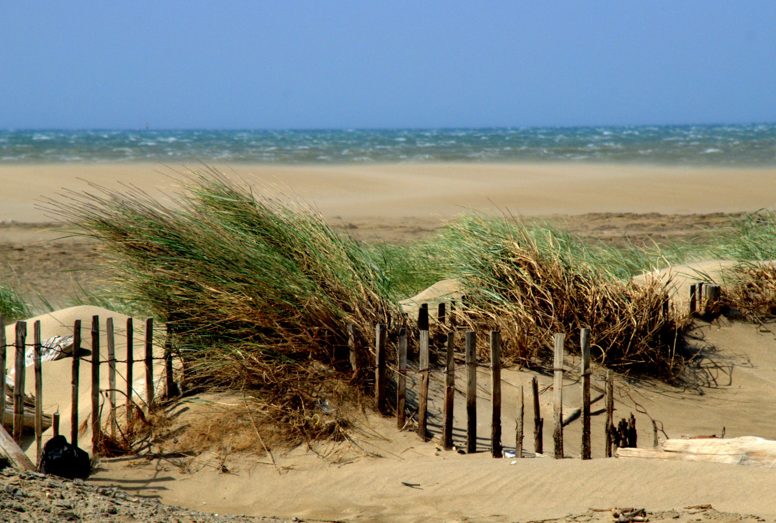 ม้า, เนินทราย, Azzurro, ฝรั่งเศส, spiaggia, Giuliana, vento, sabbia, Canne, กำเริบ, Mistral, Salindegiraud, nikond80, buchesdurhone, deltadelrodano