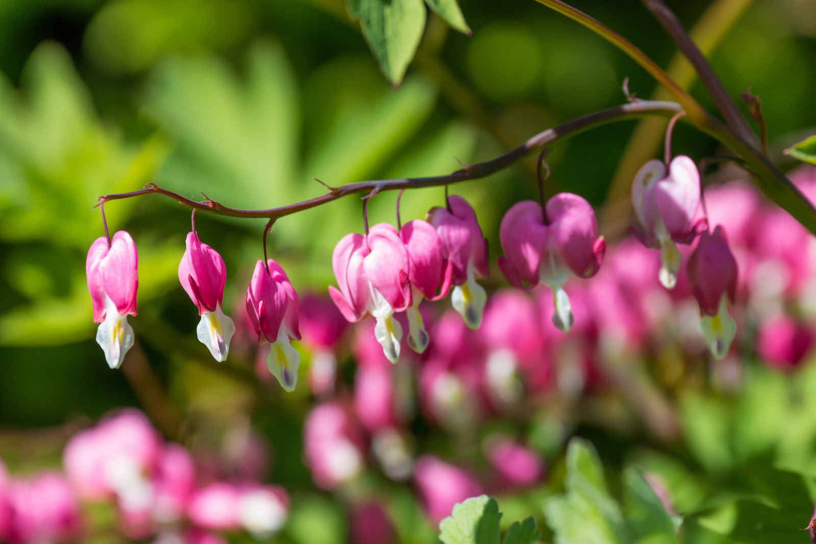 Příroda, větev, zelená, květ, růžový, list, květ, rostlina, flóra, pupen, Malmo, Pildammsparken, Kamera aby kánon, geolocation, exif aby kánon, EXIF isospeed 100, EXIF otvor 63, EXIF ef70300mmf456lisusm čočka, okvětní lístek, rosa, krvácející srdce, Model fotoaparátu canoneos100d, exif modelu canoneos100d, exif focallength 244mm, BOMMA, l jtnatshj RTA, divoká rostlina, botanika, suchozemská rostlina, kvetoucí rostlina, keř, makro fotografie