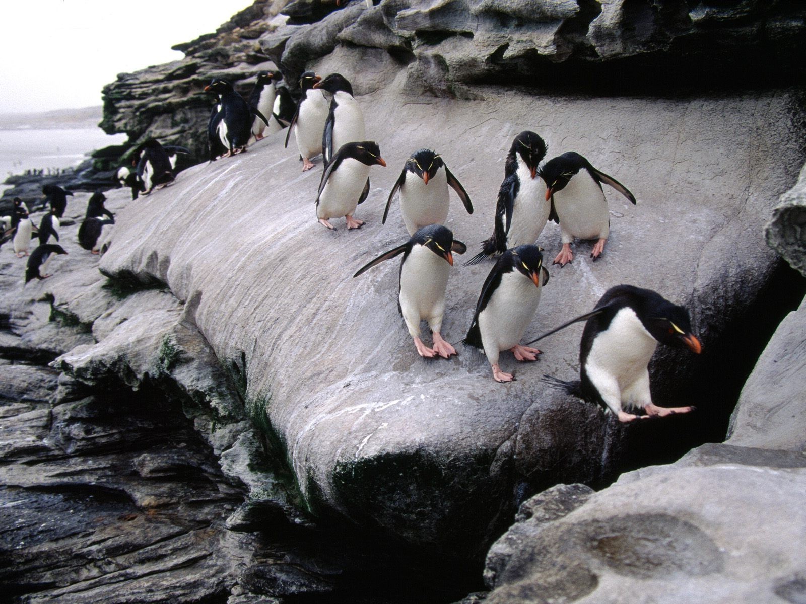 păsări, pinguini, stâncă, coastă, animale sălbatice, Pinguin, cioc, pasăre, seabird, faună, 1600x1200 px, pasăre care nu zboară, animale vertebrate