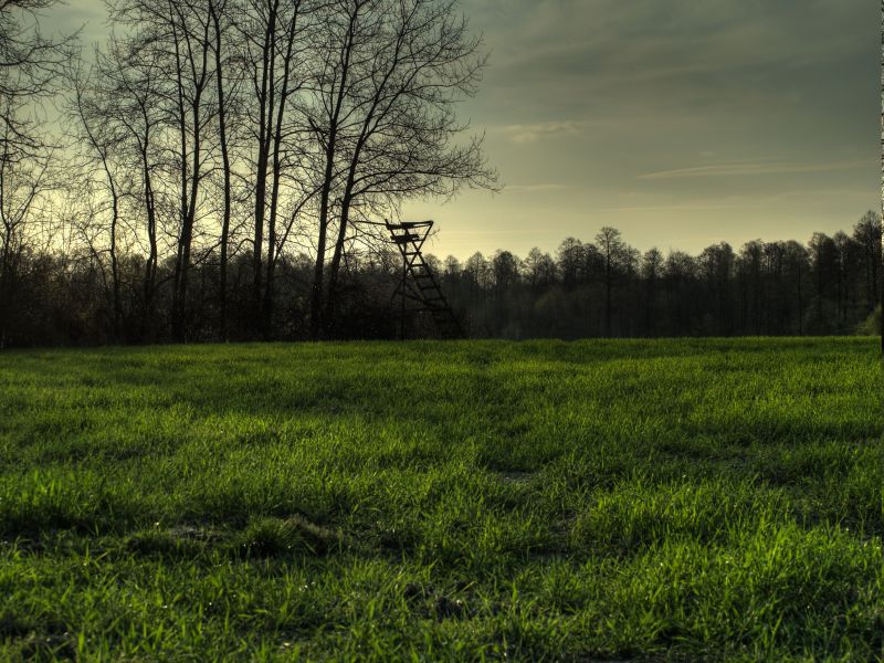 sunlight, landscape, forest, hill, nature, sunset sunlight, landscape, forest, hill, nature, sunset