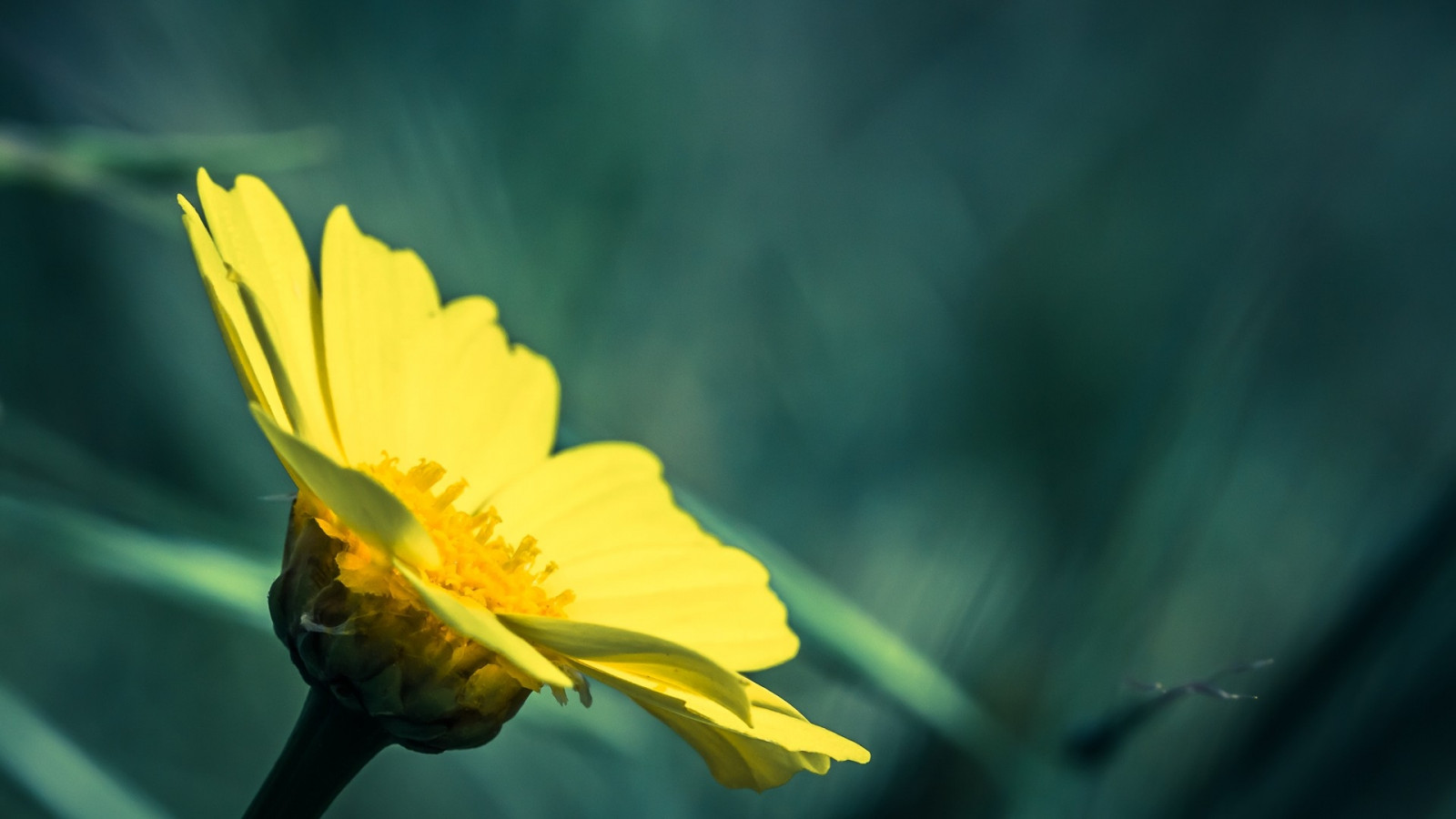 lumière du soleil, la nature, la photographie, vert, jaune, flou, pétales, pollen, fleur, feuille, fleur, plante, Contexte, flore, pétale, Fleur sauvage, Papier peint de l'ordinateur, Plante terrestre, plante à fleurs, fermer, Photographie macro, Tige de plante