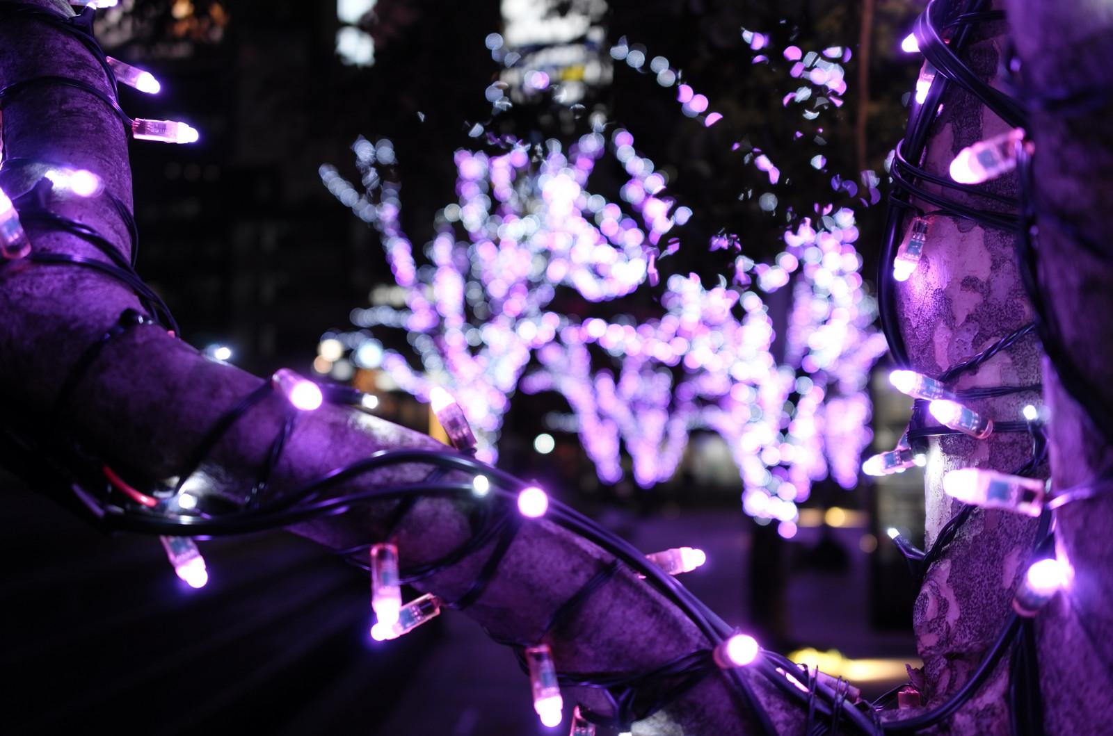 Japonsko, noc, nachový, Vánoční osvětlení, Leica, Tokio, jp, světlo, barva, květ, osvětlené, osvětlení, tma, T, leicat, summicront235, Summicron, t235, tokyomidtown, vánoční dekorace