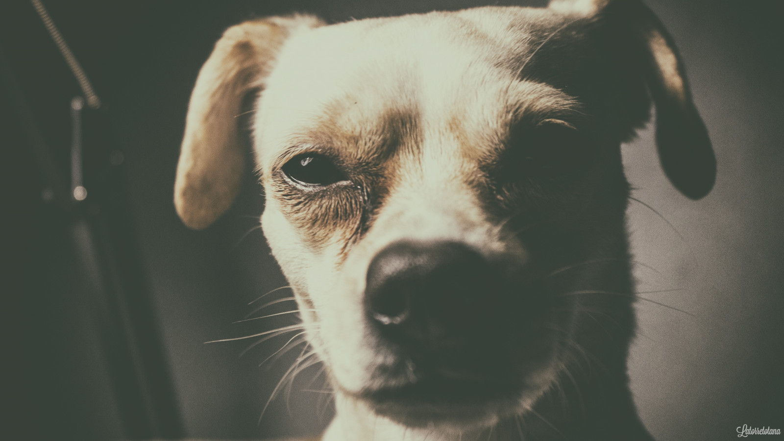 bílý, Černá, zvěř, oči, Pes, nos, kníry, hlava, film art, štěně, savec, obratlovců, zblízka, čenich, pes jako savec