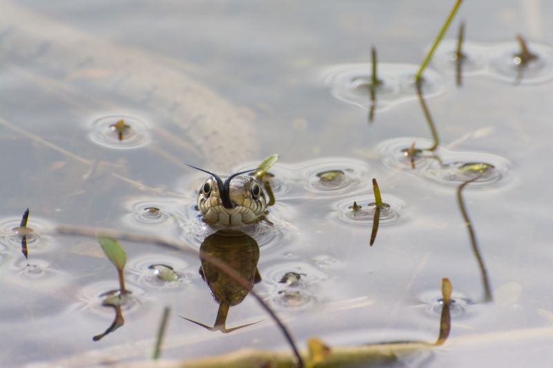 фауна,насекомо,вода,макро фотография,наблизо,дивата природа