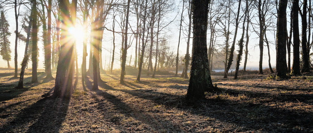 Příroda, paysage, arbres, stromy, Lumiere, světlo, contrejour, podsvícení, západ slunce, leverdesoleil, Soleil, slunce, siluety, Ombres, stíny