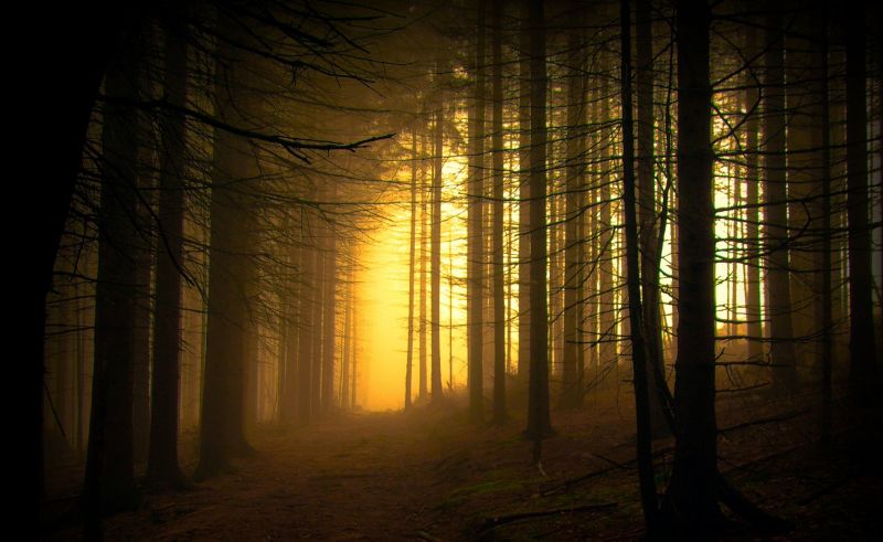 lumina soarelui, copaci, pădure, apus de soare, noapte, natură lumina soarelui, copaci, pădure, apus de soare, noapte, natură