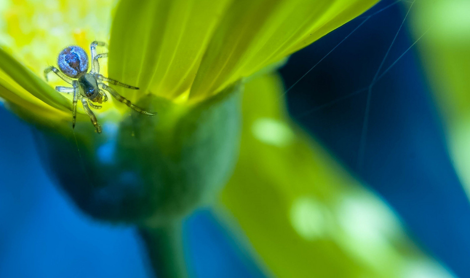 2353x1397 px, insect, spin