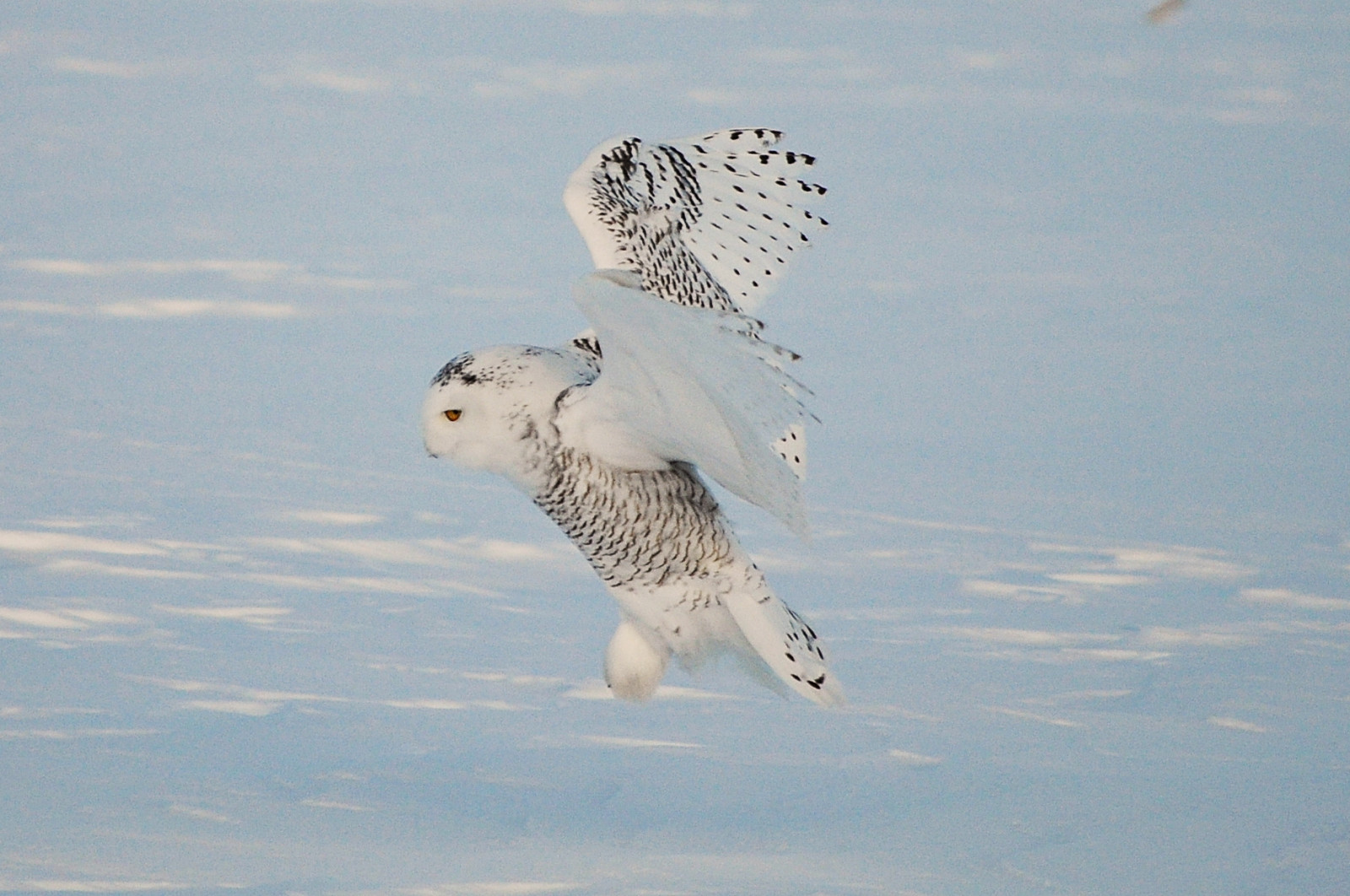 nebe, sníh, zima, Volně žijících živočichů, Kanada, sova, Arktický, přistání, Ontario, Ottawa, pták, zasněžený, křídlo, beyondhue