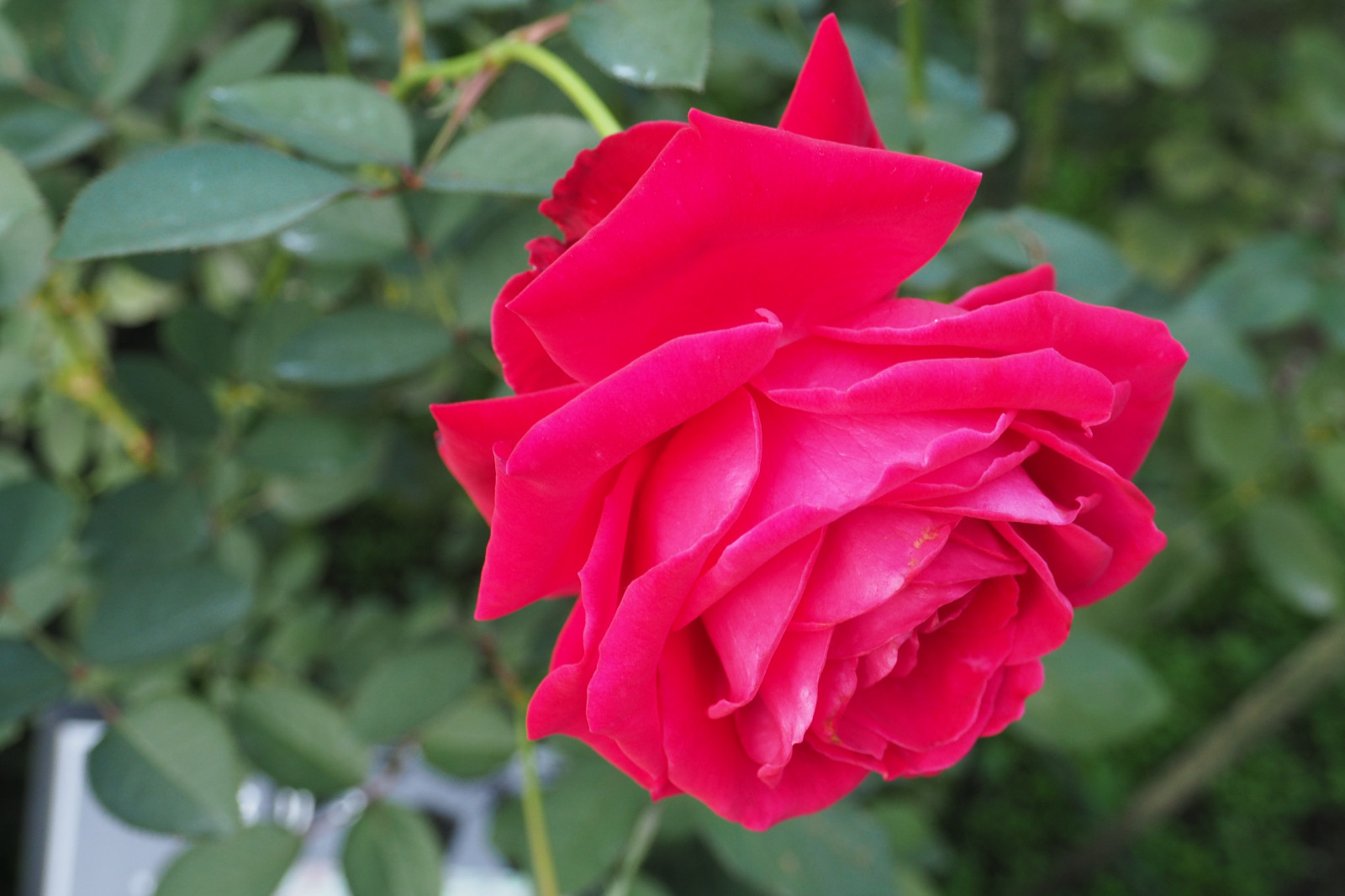 Japonsko, Červené, růže, Tokio, Olympus, jp, květ, rostlina, flóra, okvětní lístek, mzuiko, kyufurukawagarden, OMD, EM5, omdem5, mzuikodigital1250mmf3563, mzuiko1250, em5mark2, omdem5mark2, botanika, suchozemská rostlina, kvetoucí rostlina, jednoletá rostlina, zahradní růže, růže rodina, růže objednávka, floribunda, rosa centifolia