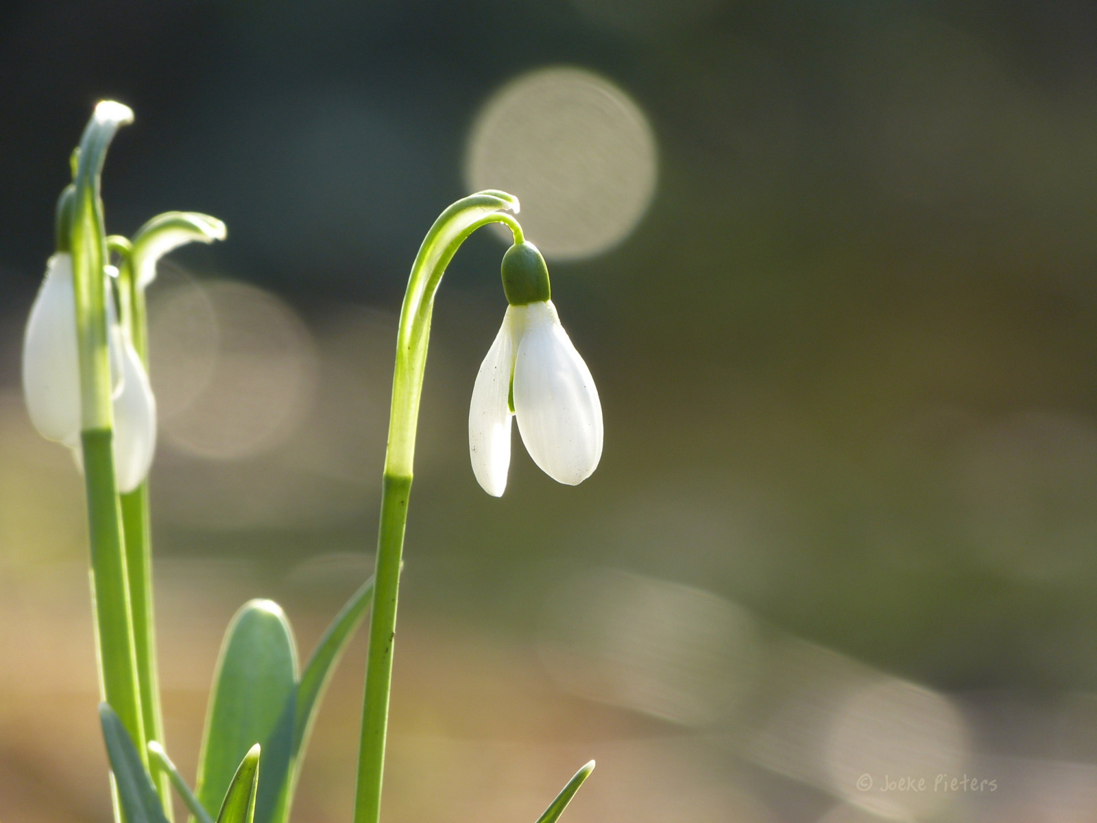 blomster, holland, natur, Holland, have, bokeh, NGC, nederland, vintergækker, tuin, bloemen, Achterhoek, Winterswijk, Gelderland, sneeuwklokjes, Woold, flickraward, platinumheartaward, mygearandme, mygearandmepremium, mygearandmebronze, mygearandmesilver, mygearandmegold, mygearandmeplatinum, panasonicdmcfz150, flickrclickx, 1050496
