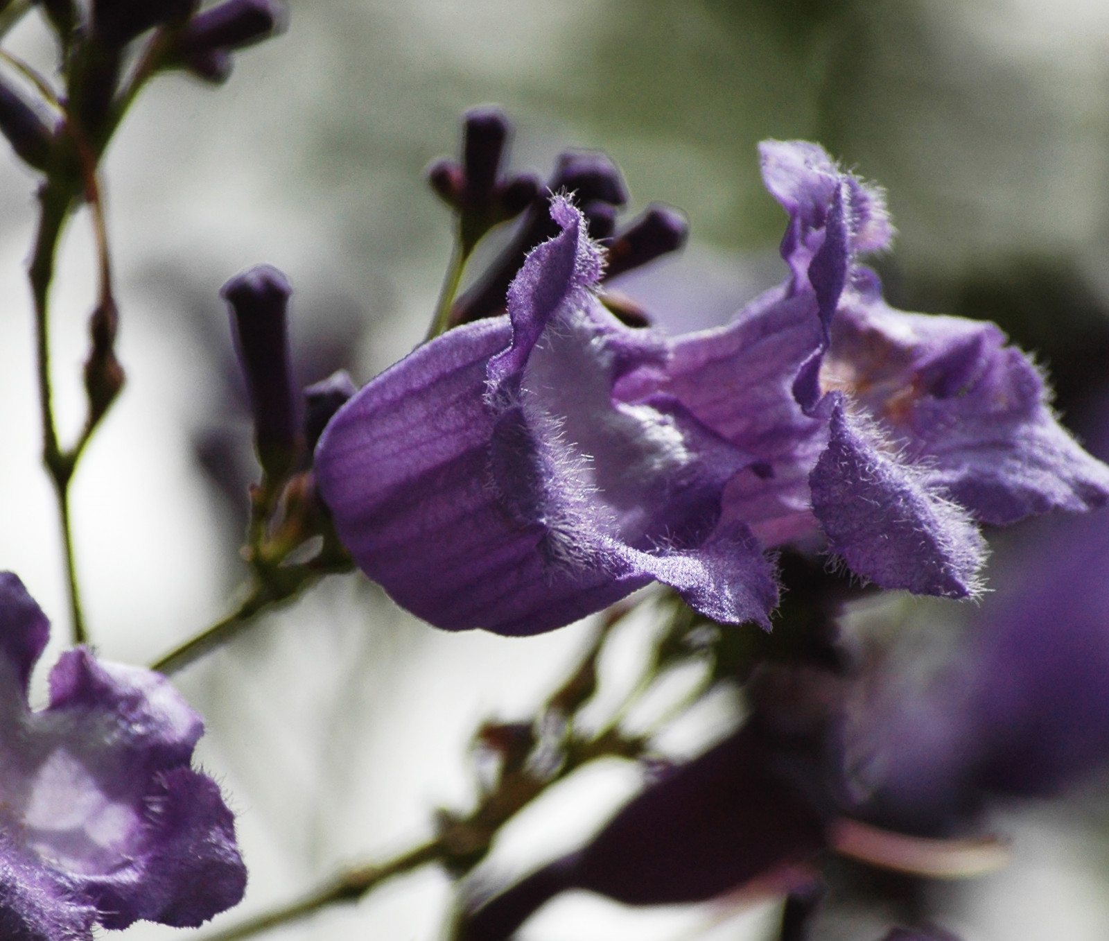 květiny, světlo, slunečnímu záření, flores, Příroda, Brasil, nachový, natureza, flor, quintaflower, Roxo, 2012, purpleflowers, petalas, floresdobrasil, mygearandme, bbng, rememberthatmomentlevel1, rememberthatmomentlevel2