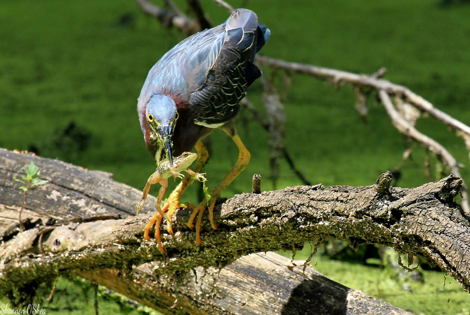 Pennsylvania, žába, Harrisburg, kuňkat, greenheron, wildwoodlake, canoneosrebelt2i, shannonroseoshea