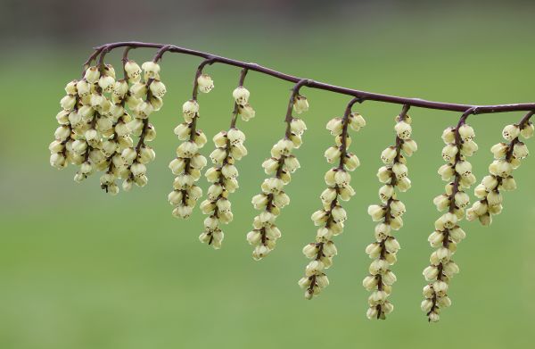flowers,garden,nature,branch,green,spring