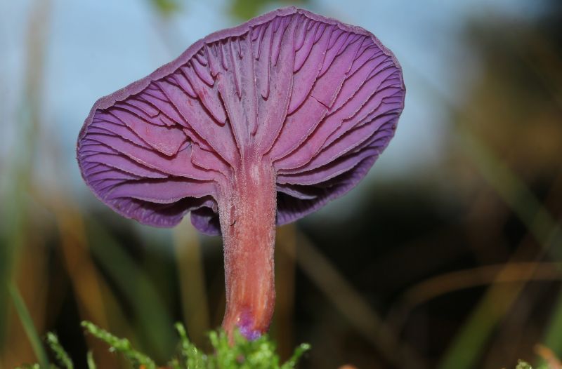 makro,lilla,svampe,amethystdeceiverlaccariaamethystina