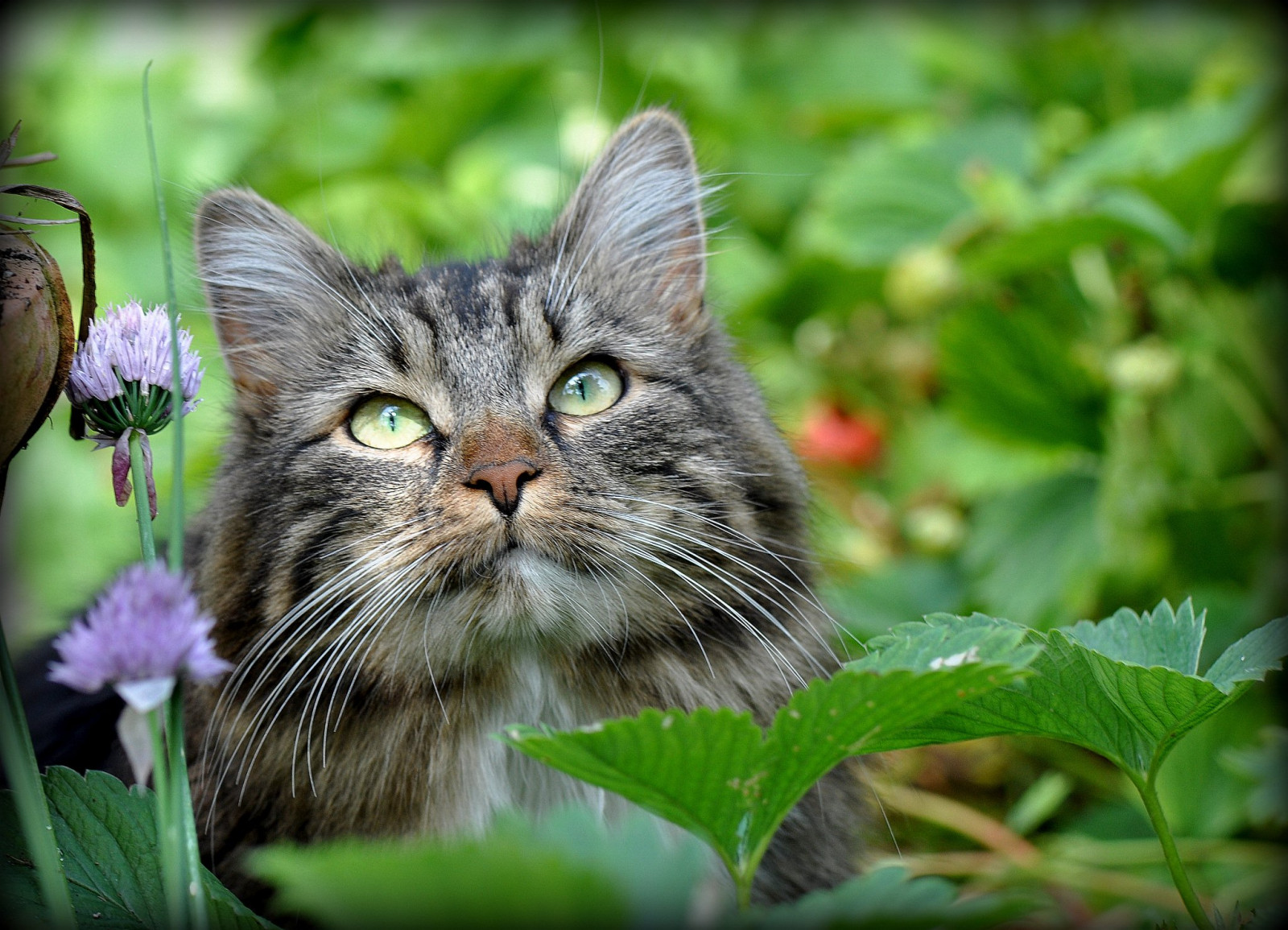 lemmikki-, kissa, mansikat, Katze, puutarhani, ruohosipuli, Lizzi, Erdbeeren, Schnittlauch, meingarten