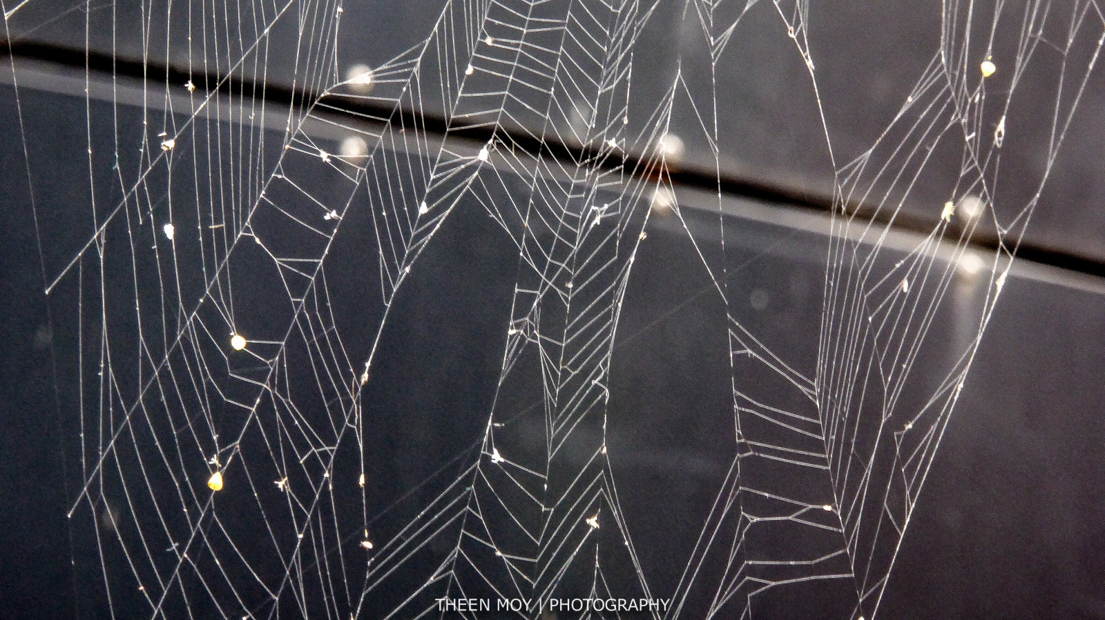 hvid, Lumix, Zoo, web, edderkoppespind, silke, Adelaide, hængende, delikat, beskadiget, strukturel, silken, vedvarende, Theen