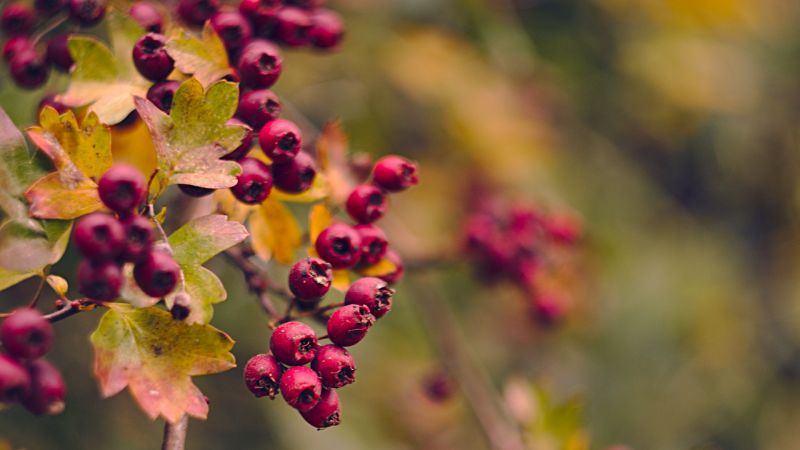 nature, red, plants, photography, macro, yellow nature, red, plants, photography, macro, yellow