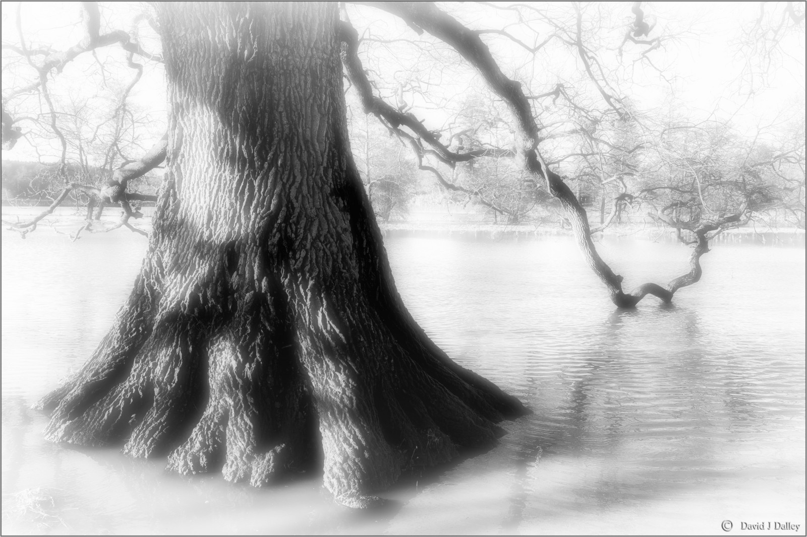 Preto, monocromático, agua, fotografia, ramo, Inglaterra, rio, Em pé, molhado, Reino Unido, carvalho, Raízes, inundar, Sussex, Mono, Preto e branco, árvore, clima, menina, Bw, Tecla alta, margem do rio, tocar, Grã Bretanha, 1855mm, Xe1, Fujifilmxe1, Fujixe1, contato, Reino Unido, Grã-bretanha, Carvalho, ficar de pé, confiança nacional, Preto e branco, Fotografia monocromática, Planta lenhosa, tronco, alcance, Westsussex, acidente vascular encefálico, Southdowns, Campo inglês, Daviddalley, Davidjdalley, tronco de árvore, Planície de inundação, alcançando, Inundação, Inundado, Inundação, carícia, Midhurst, Rother, Rio, Ruralengland, Ruralsussex, Lã, Sussexcountryside, Southdownsnationalpark, Tocando, Sussexwildlifetrust, galho, Clima extremo, clima úmido, alcançar, Árvore em água, Woolbedingparklandland, Fuji1855mm, stock photography