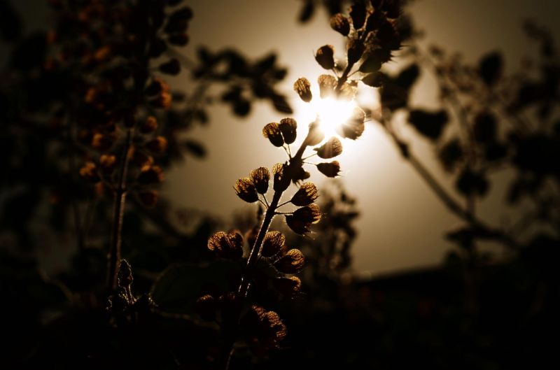 luz solar, Flores, noite, natureza, fotografia, Profundidade de campo luz solar, Flores, noite, natureza, fotografia, Profundidade de campo